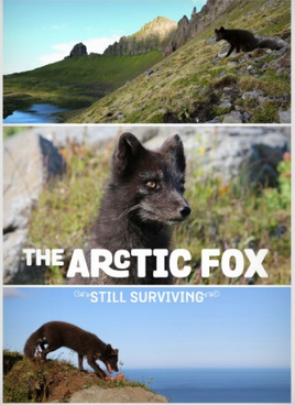 The Arctic Fox